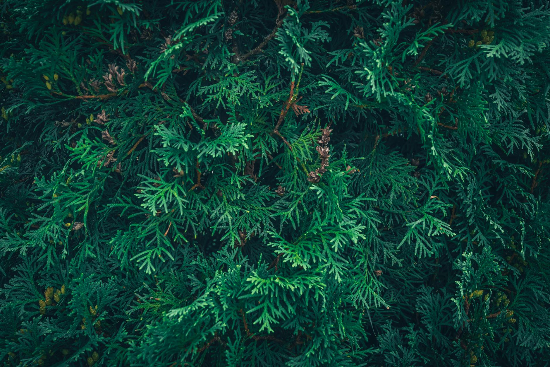 Close up of lush green thuja branches creating a t
